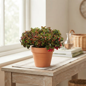 Wintergreen (Gaultheria procumbens) – 10.5cm Pot