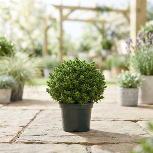 Hebe ‘Emerald Gem’ Green Globe – 7cm Pot