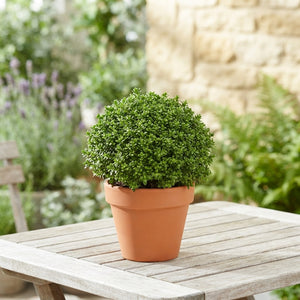 Hebe ‘Emerald Gem’ Green Globe – 9cm Pot