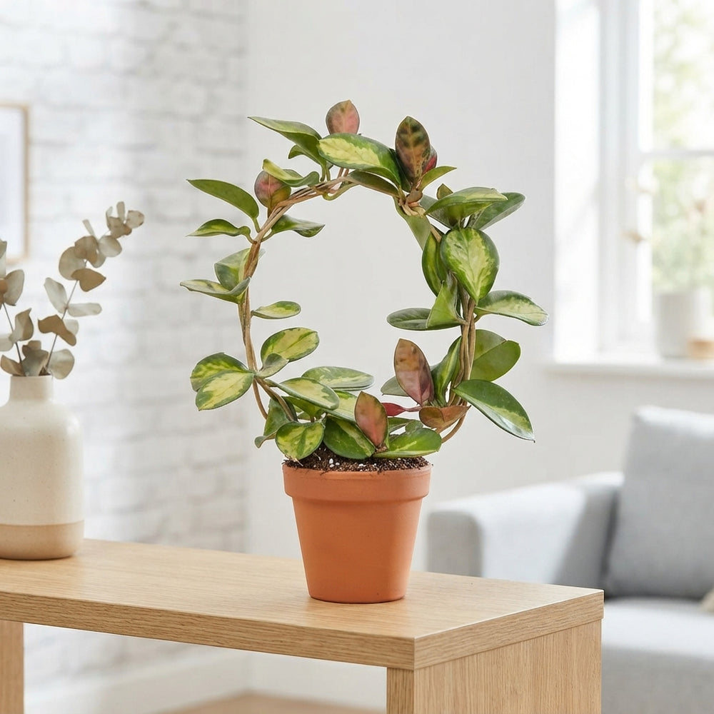 Hoya Mixed Variety Houseplant – 12cm Pot