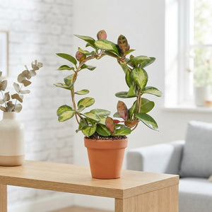 Hoya Mixed Variety Houseplant – 12cm Pot