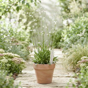 White Ragged Robin (Lychnis flos-cuculi) – 19cm Pot