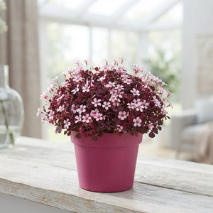 Oxalis ‘Crazy Pink’ – 11cm Pot