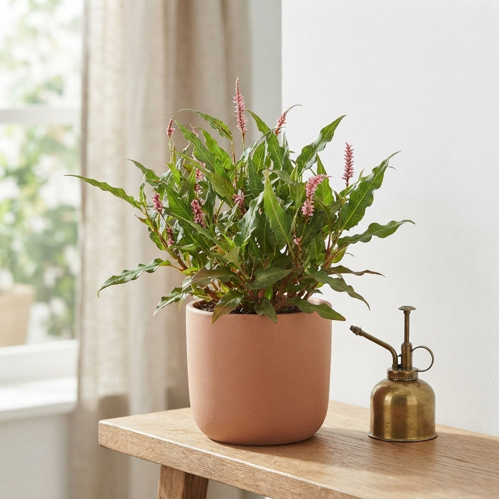 Pink Elephant Persicaria – Green Foliage Plant