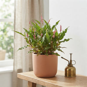 Pink Elephant Persicaria – Green Foliage Plant