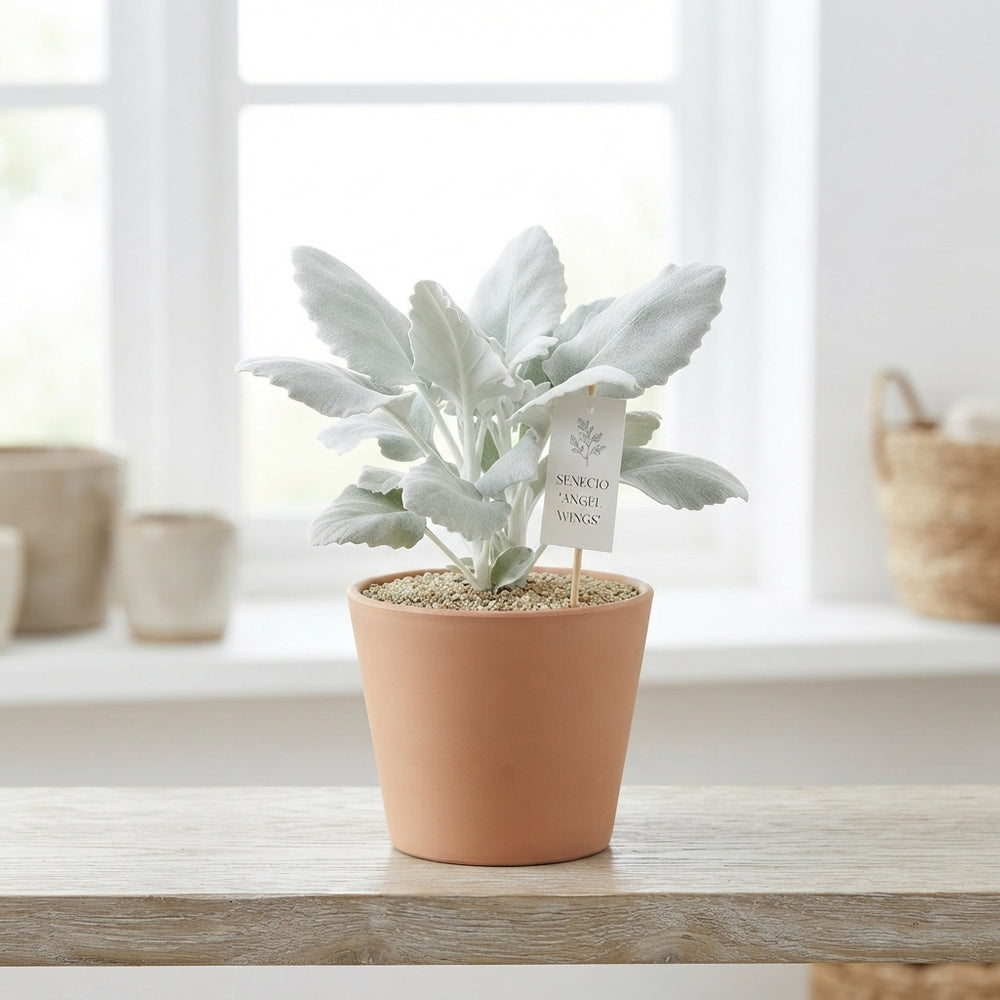 Angel Wings Senecio (Senecio candicans) – 17cm Pot