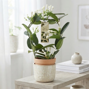 Stephanotis Floribunda White Flowering Houseplant – 12cm Pot