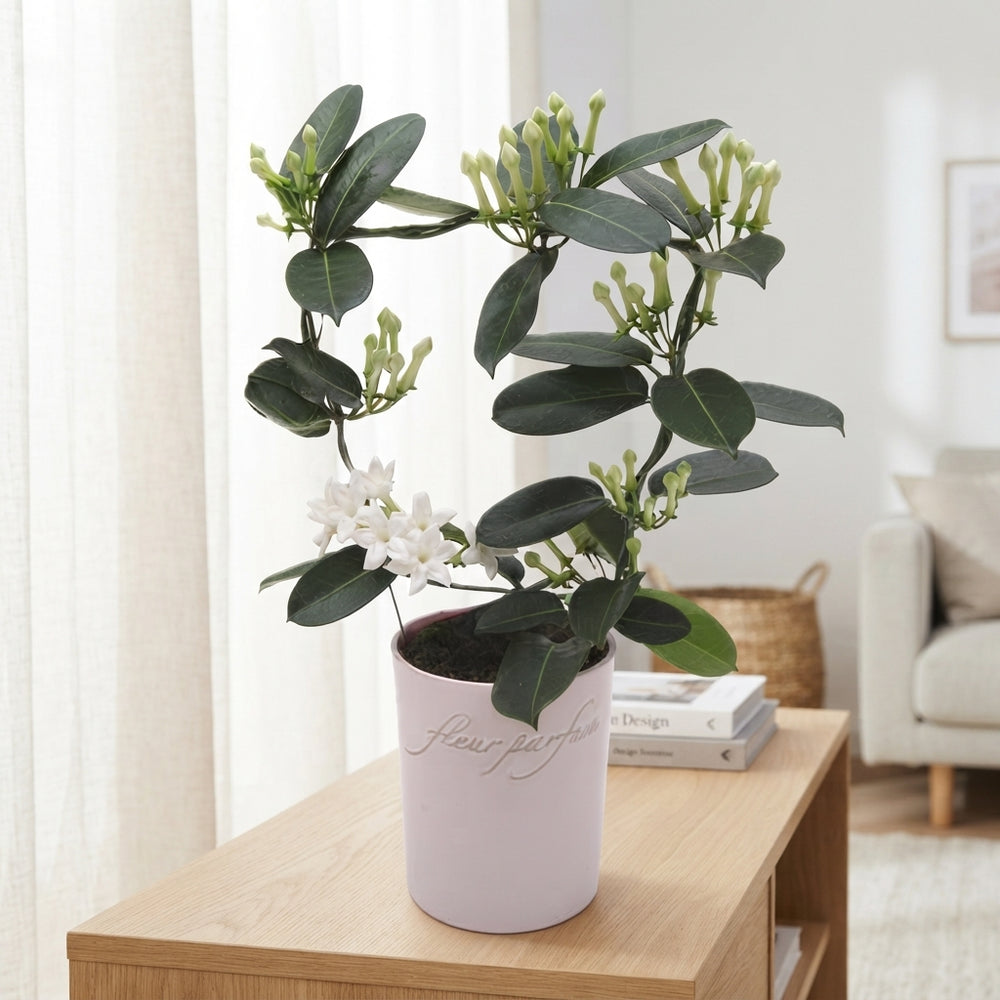 Stephanotis White Flowering Houseplant – 12cm Pot