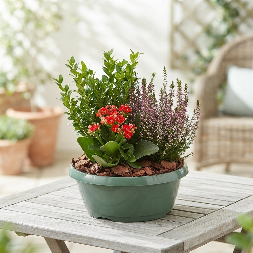 Outdoor Plant Arrangement – Classic 25cm Pot