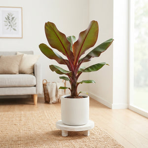 Red Banana Plant (Ensete maurelii) – 21cm Pot