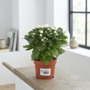 White Chrysanthemum – 10.5cm Pot