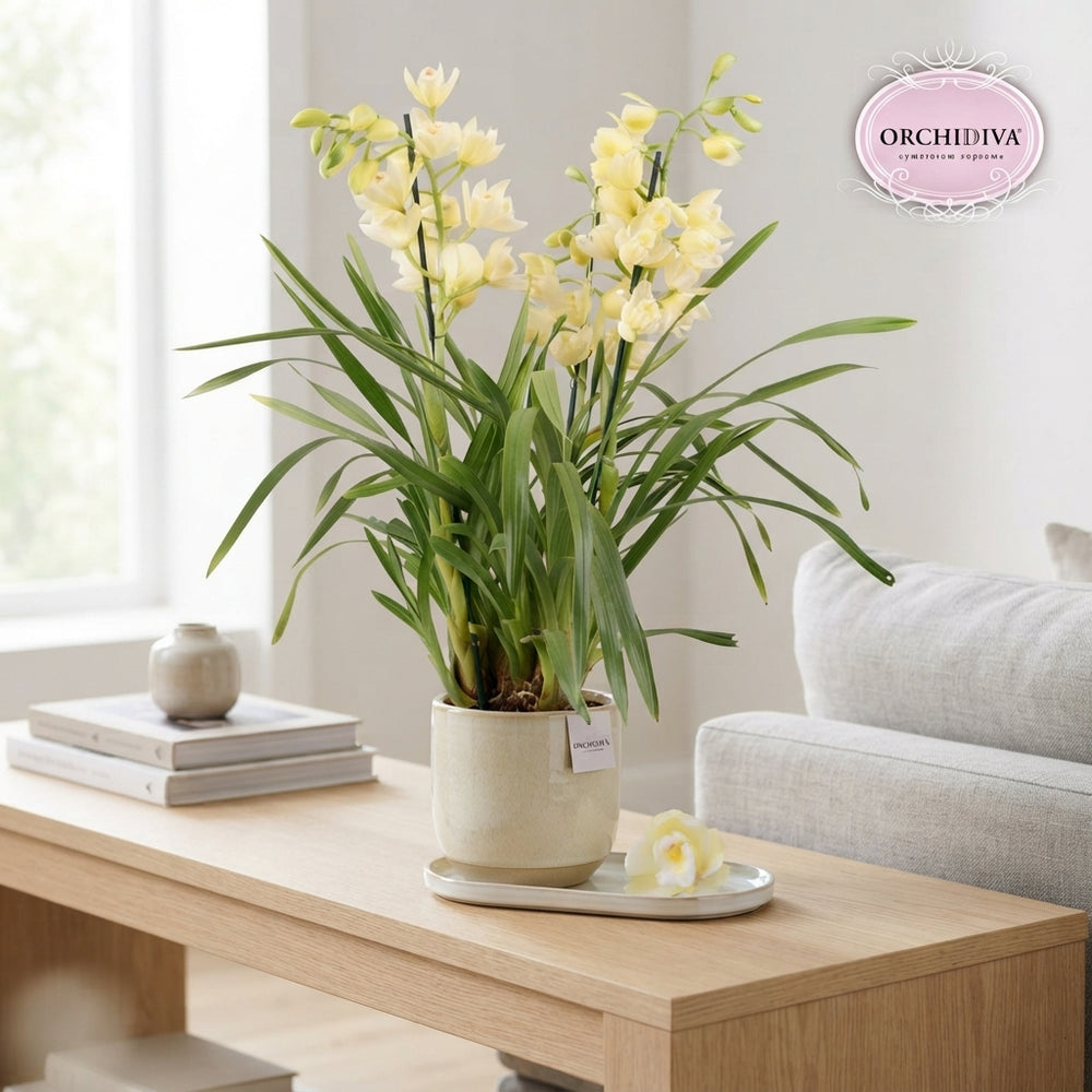 Cream Cymbidium Orchid – 14cm Pot, 90cm Tall