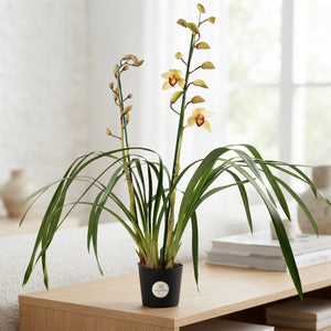 Cymbidium 'Donkere Shirley' Orchid – 14cm Pot