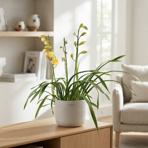 Mixed Cymbidium Orchid – 14cm Pot, 85cm Tall