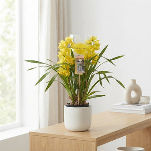 Mixed Cymbidium Orchid – 14cm Pot, 75cm High