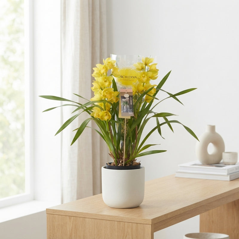 Mixed Cymbidium Orchid – 14cm Pot, 75cm High