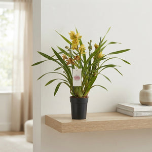 Mixed Cymbidium Orchid – 14cm Pot, 60cm Tall