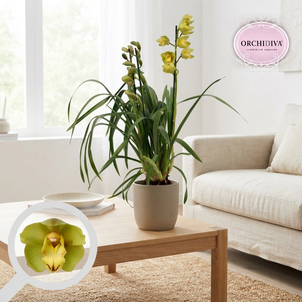 Green Cymbidium Orchid – 14cm Pot, 85cm Tall