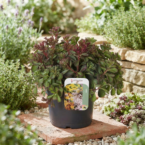 Purple Winter Sedum – 17cm Pot, 25cm High