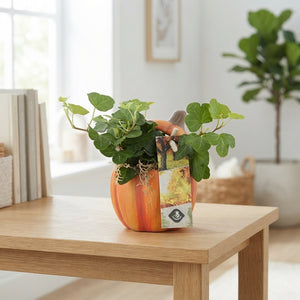 Pumpkin Mix Arrangement in Cement Pot – 7cm