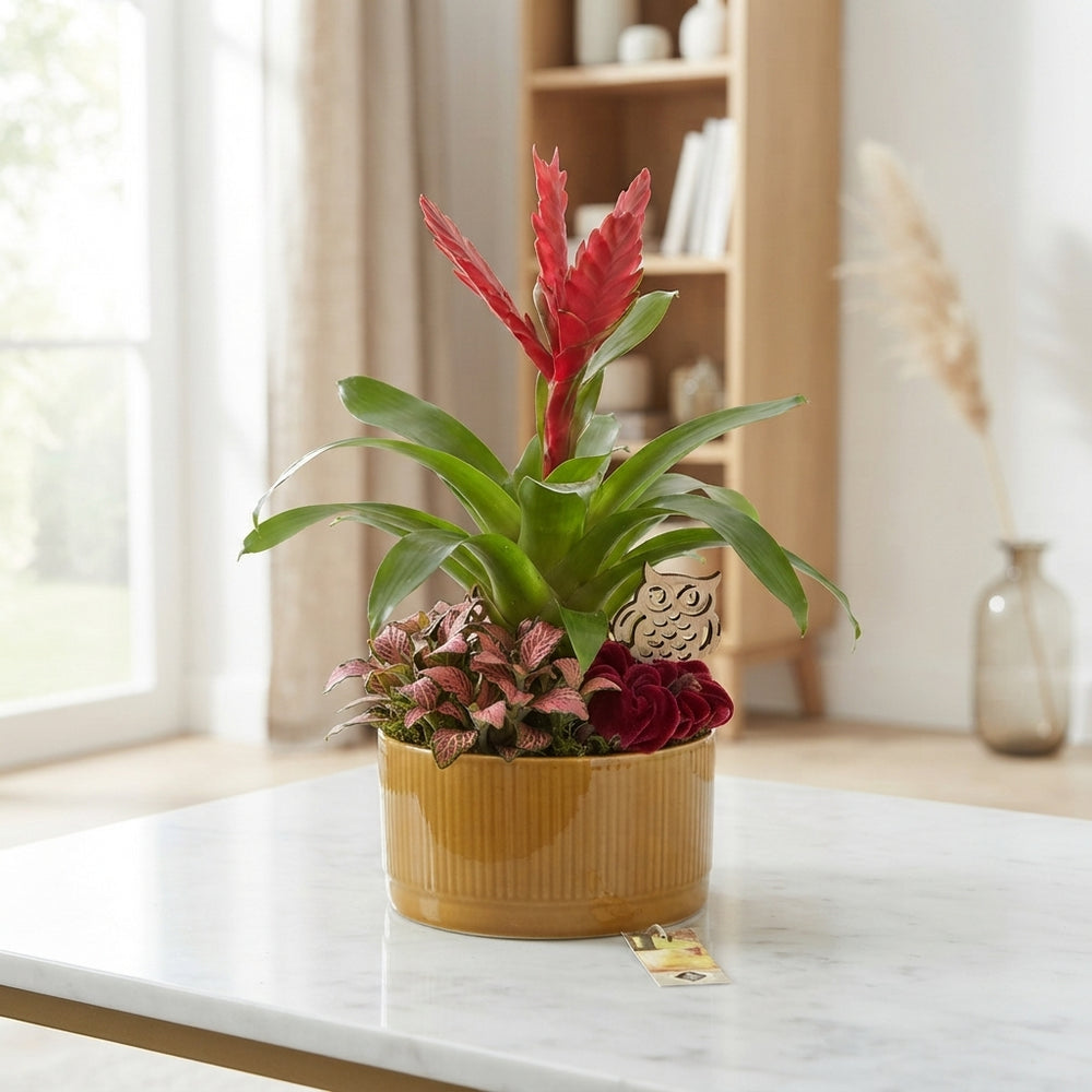Luxury Indoor Plant Arrangement – Ceramic Dish, 18cm
