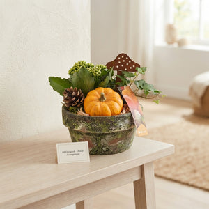 Orange Ceramic Plant Arrangement – 17cm Pot