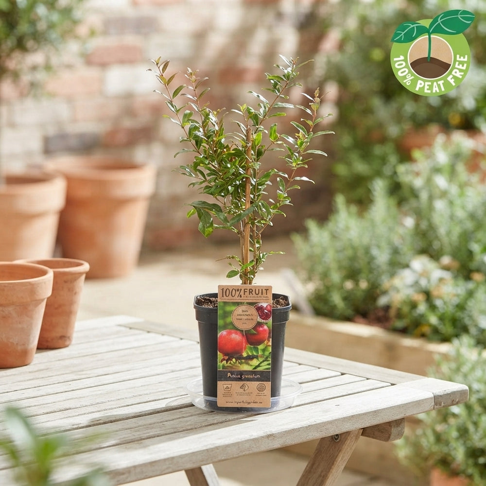 Mixed Exclusive Fruit Plant – Approx. 50cm