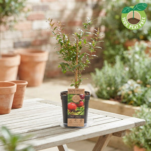 Mixed Exclusive Fruit Plant – Approx. 50cm