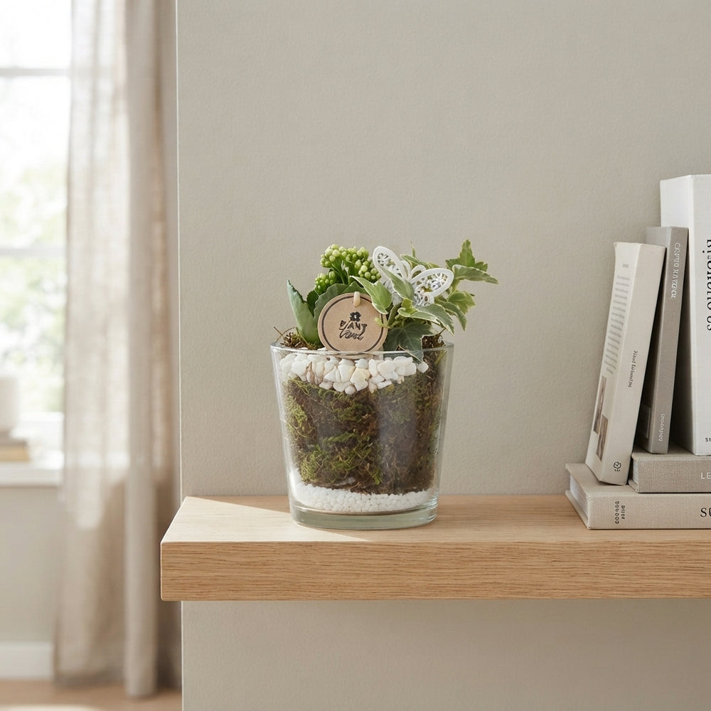 Nashville Mixed Plant Arrangement – 14cm Glass Pot