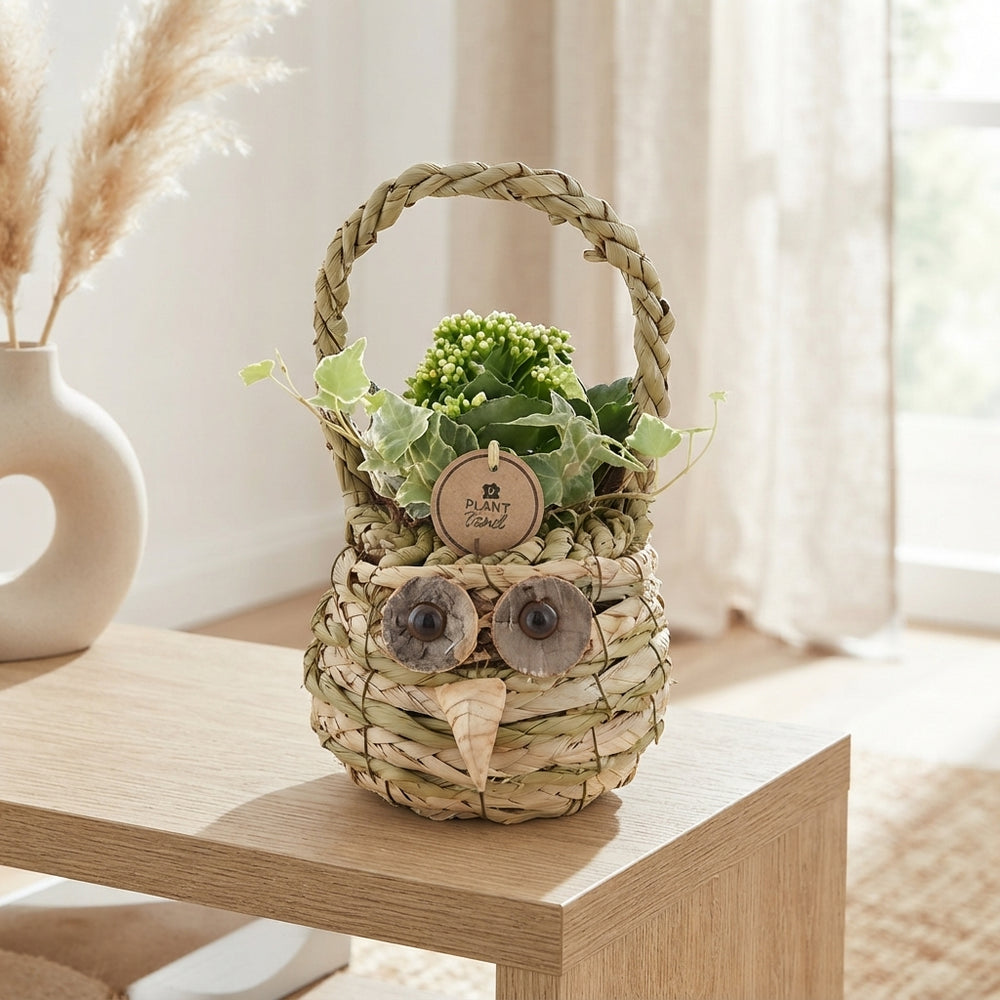 Indoor Plant Arrangement in Wicker Basket – 15cm Pot