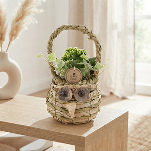Indoor Plant Arrangement in Wicker Basket – 15cm Pot