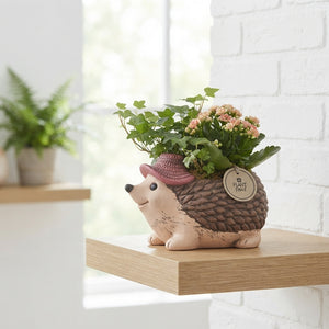 Indoor Plant Arrangement with Ceramic Hedgehog Pot – 20cm