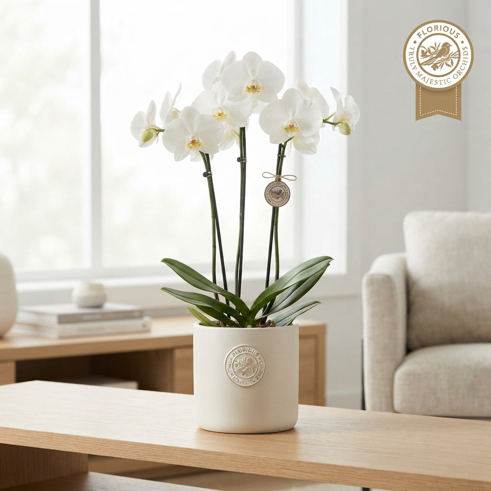 White Phalaenopsis Orchid – 15cm Pot, 90cm Tall