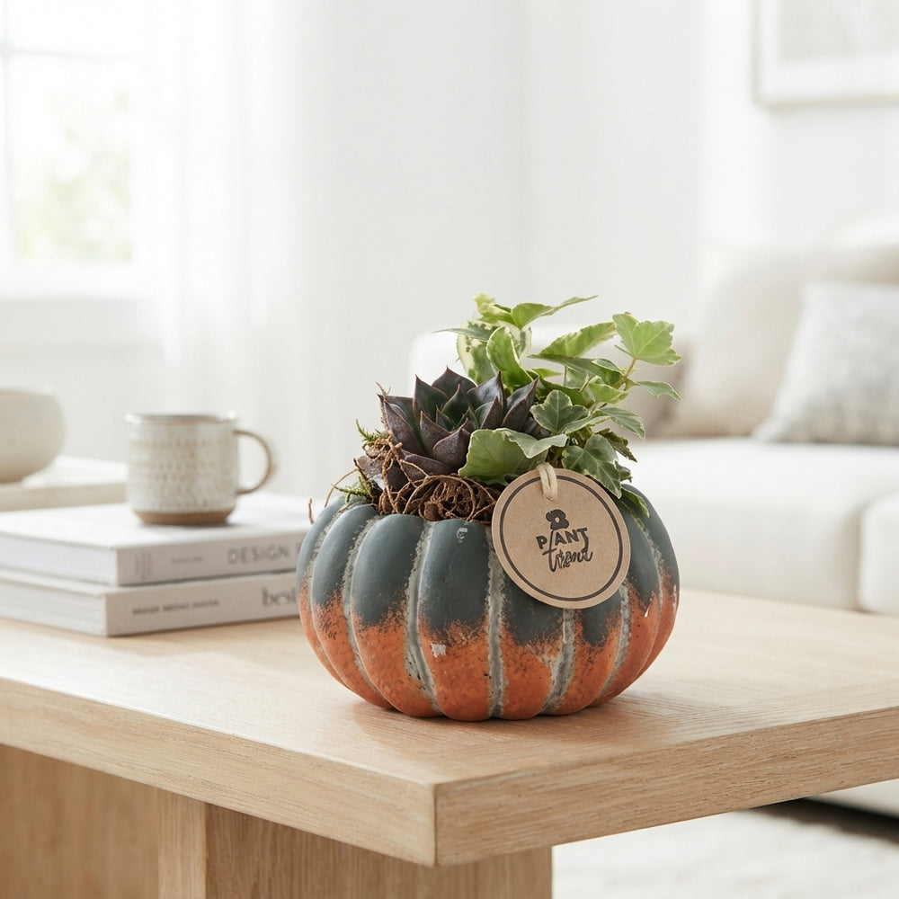 Indoor Plant Arrangement in Ceramic Pumpkin – 15cm Pot