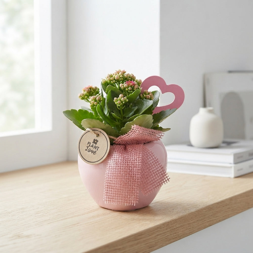 Mixed Ceramic Plant Arrangement – 12cm Pot
