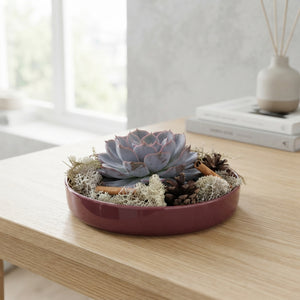 Burgundy Red Echeveria Arrangement – 20cm Ceramic Bowl