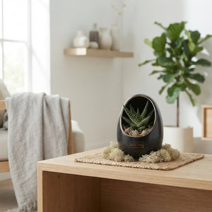 Black and White Succulent Arrangement – 10cm Pot