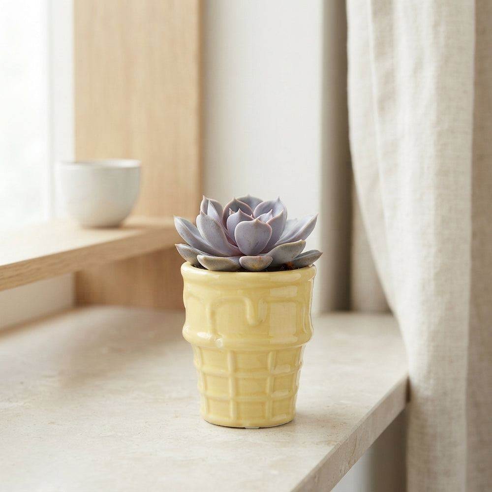 Ice Cream Colour Mix Succulent – 8cm Pot