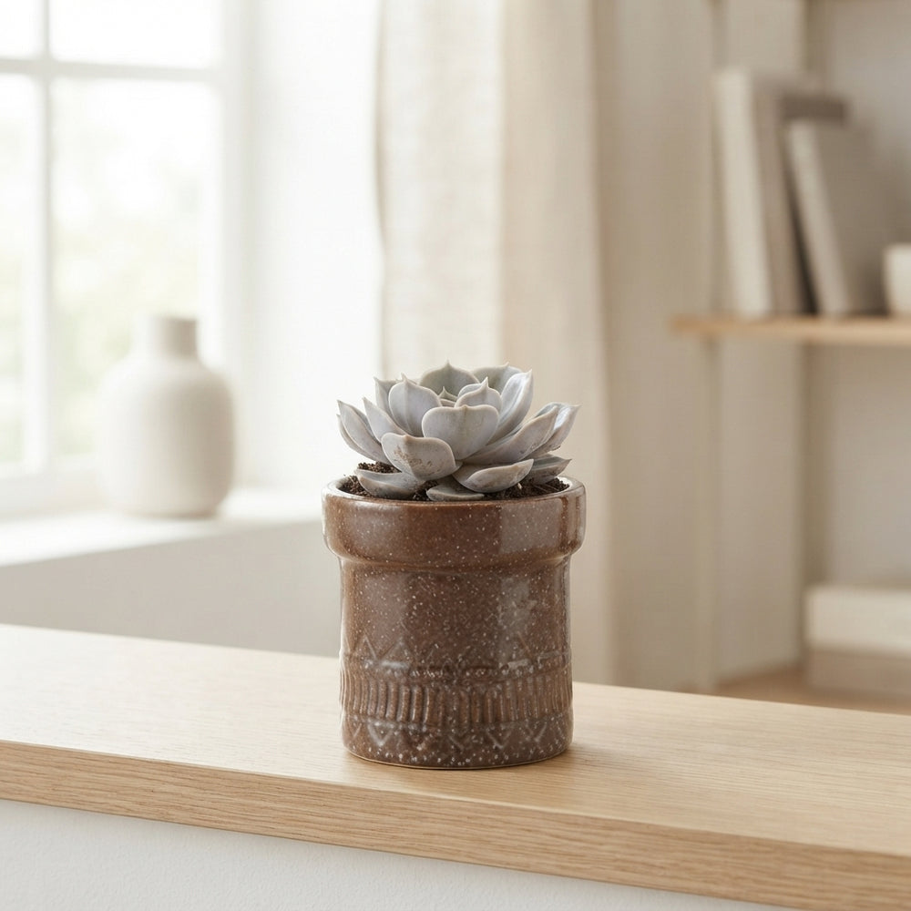 Mixed Succulent Arrangement in Kiva Pot – 11cm