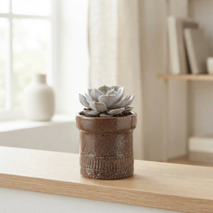 Mixed Succulent Arrangement in Kiva Pot – 11cm