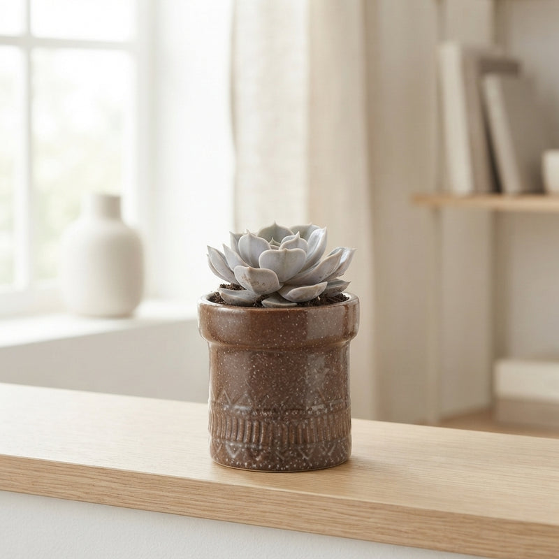Mixed Succulent Arrangement in Kiva Pot – 11cm