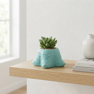 Starfish Succulent Arrangement – 12cm Ceramic Pot