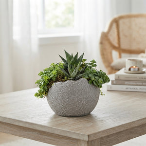 Green Globe Plant Arrangement – 13cm Ceramic Bowl