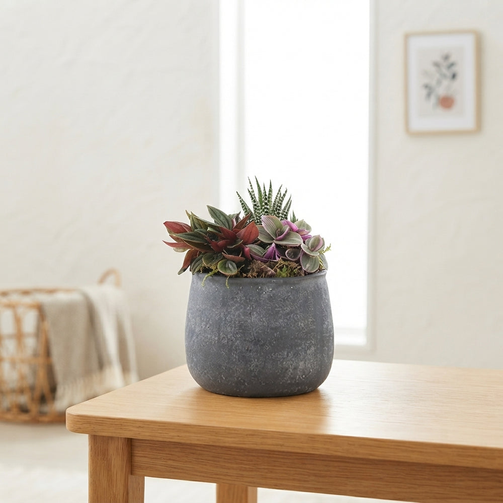 Green Mixed Plant Arrangement – 13cm Anthracite Ceramic Pot