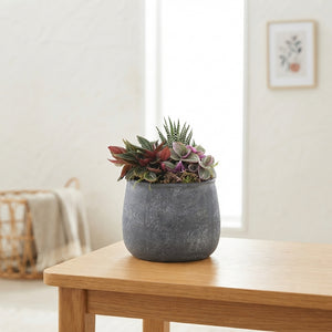 Green Mixed Plant Arrangement – 13cm Anthracite Ceramic Pot