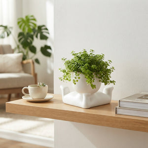 Pilea ‘Lazy Dude’ Arrangement – 14cm Ceramic Pot