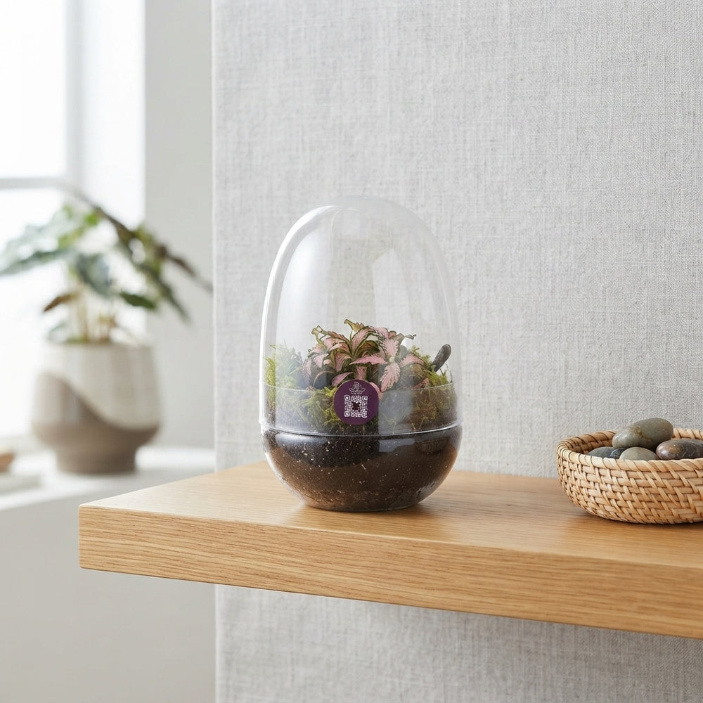 Small Fittonia Terrarium – 12cm Glass Pot