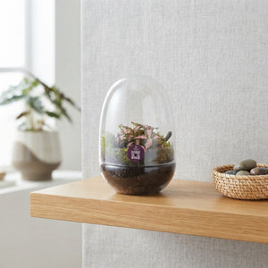Small Fittonia Terrarium – 12cm Glass Pot