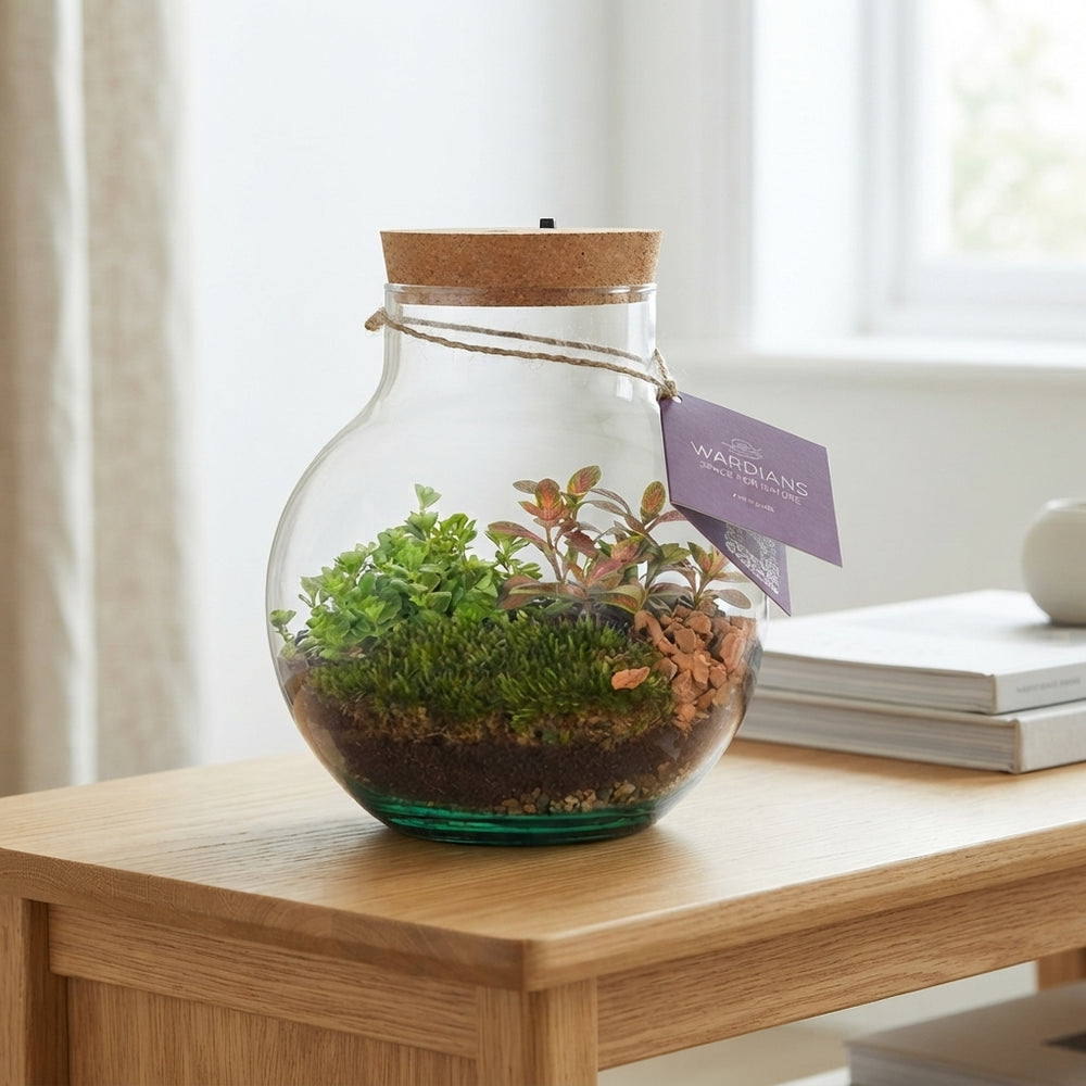Venus Flytrap Terrarium with Rechargeable LED Light – 20cm