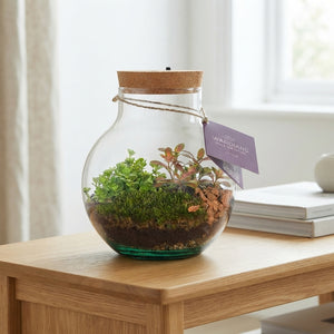 Venus Flytrap Terrarium with Rechargeable LED Light – 20cm